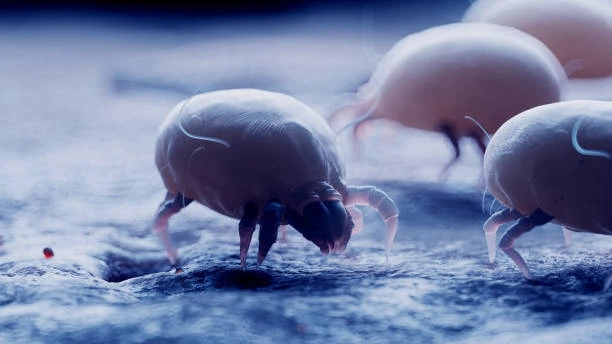 Ácaros domésticos vistos em microscopia